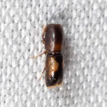 Image of Monarthrum fasciatum Wood & Bright 1992