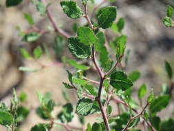 Plancia ëd Prunus texana Dietr.