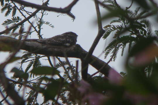 Image of Tawny-collared Nightjar