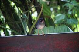 Image of Slaty-backed Nightingale-Thrush