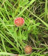 Image of <i>Trifolium <i>africanum</i></i> var. africanum