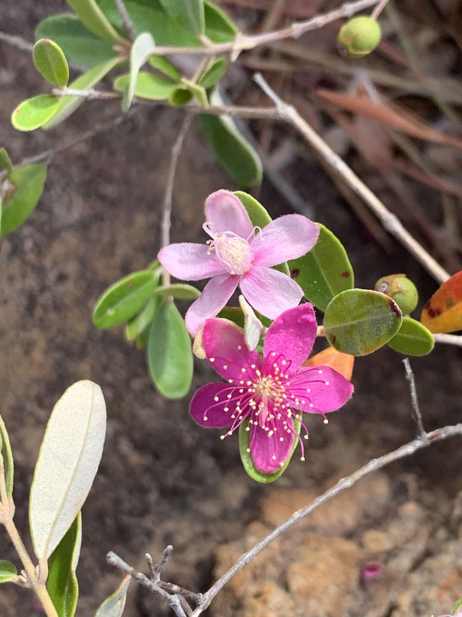 Слика од Lithomyrtus obtusa (Endl.) N. Snow & G. P. Guymer