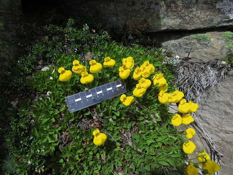 Image of Calceolaria pennellii Descole & Borsini