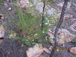 Image of Phymaspermum leptophyllum (DC.) Benth. & Hook. fil.