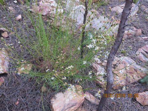 Image de Phymaspermum leptophyllum (DC.) Benth. & Hook. fil.