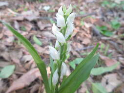 Cephalanthera longibracteata Blume的圖片