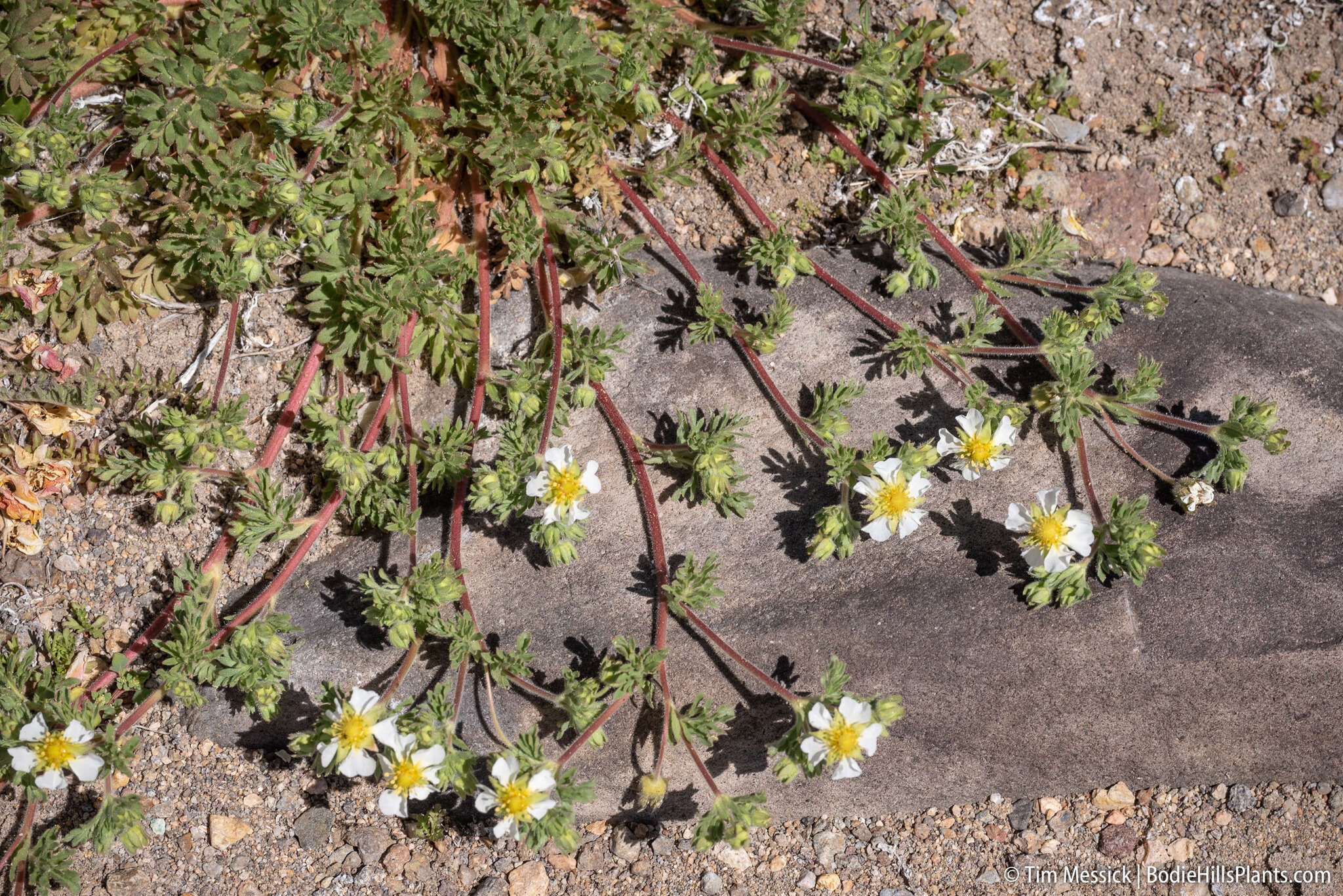 Image de Potentilla newberryi A. Gray