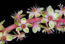 Image of Mexican pokeweed