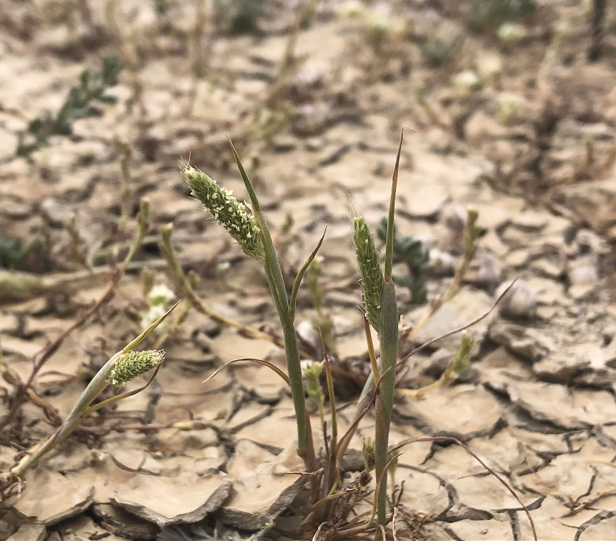 Image of Pacific foxtail