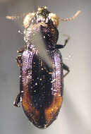 Image of Big-Eyed Bronze Beetle