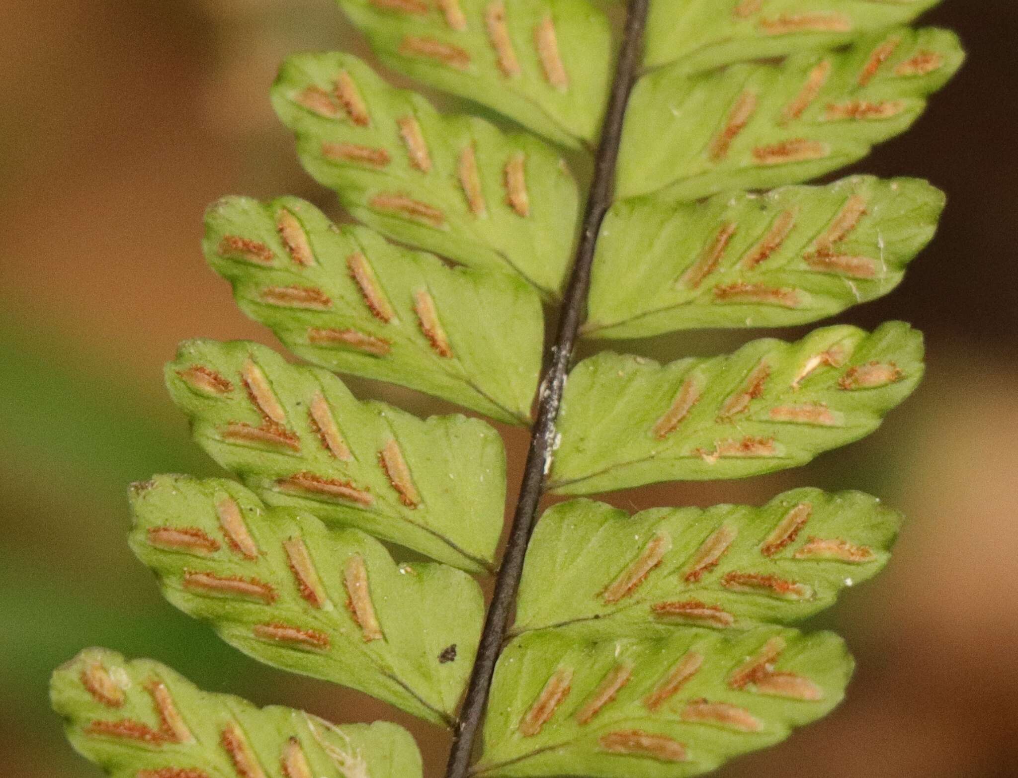 Image of Asplenium lunulatum Sw.