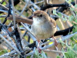 Sivun Cisticola subruficapilla jamesi Lynes 1930 kuva