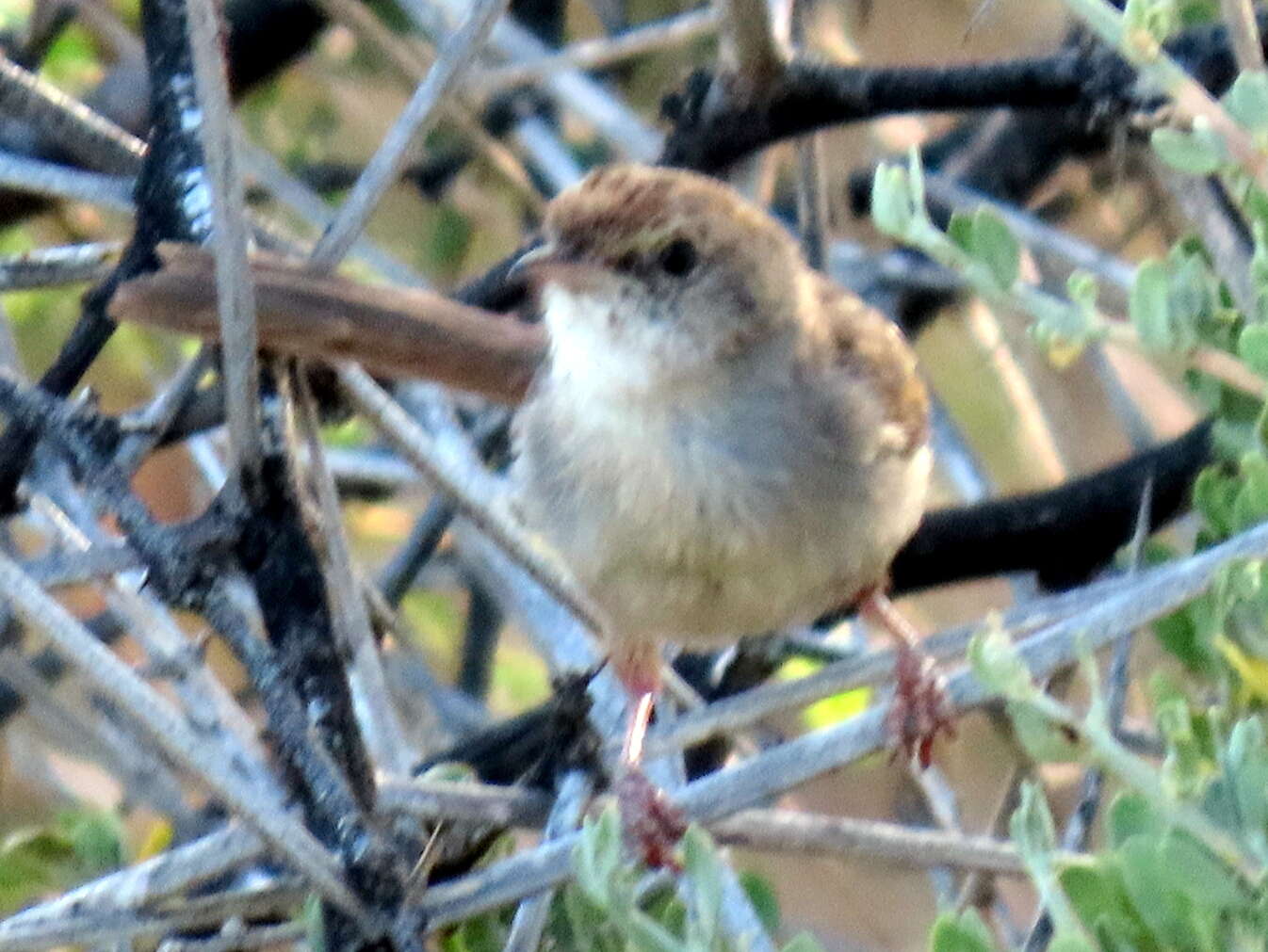 Sivun Cisticola subruficapilla jamesi Lynes 1930 kuva