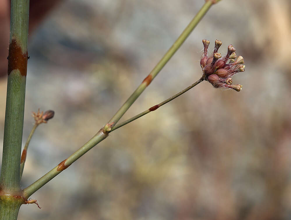 Imagem de Anulocaulis annulatus (Coville) Standl.