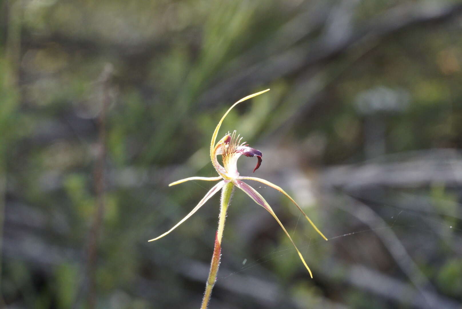 Caladenia brownii Hopper resmi