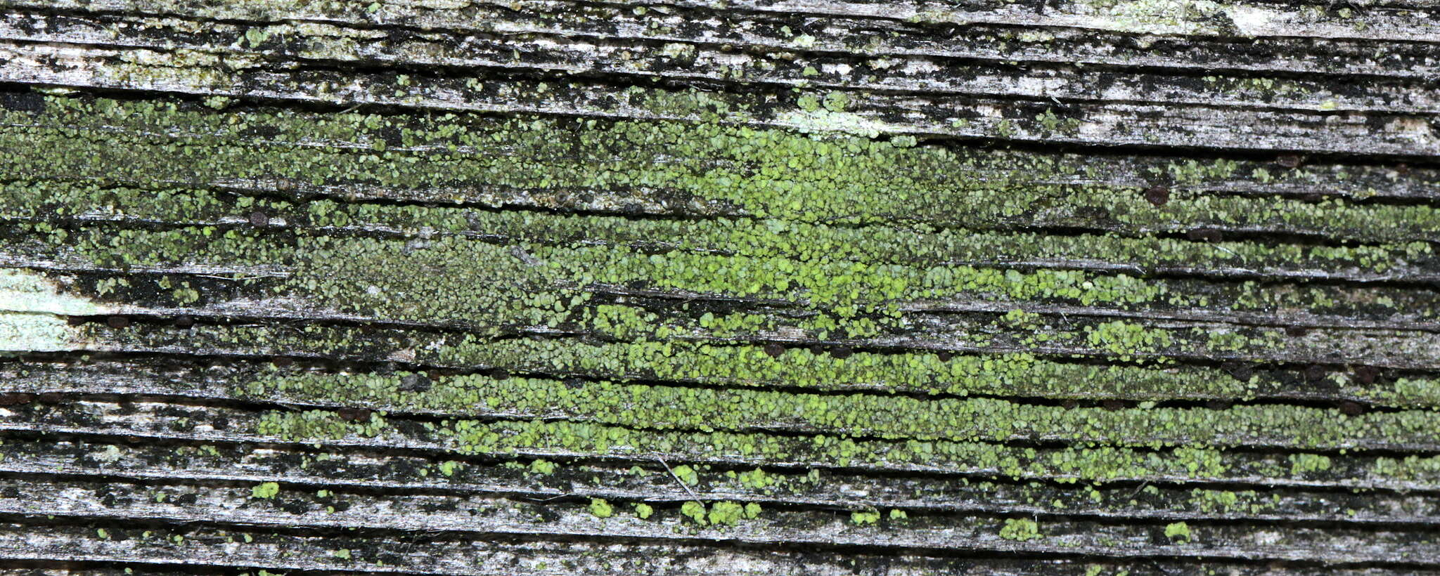 Image of trapeliopsis lichen