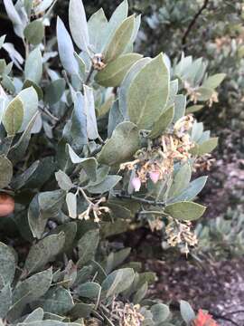 Image of Arctostaphylos glandulosa subsp. cushingiana (Eastw.) J. E. Keeley, M. C. Vasey & V. T. Parker