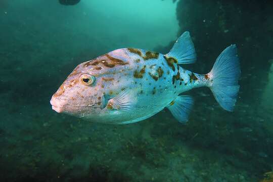 Image of Blue boxfish