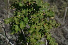 Image of Mahonia