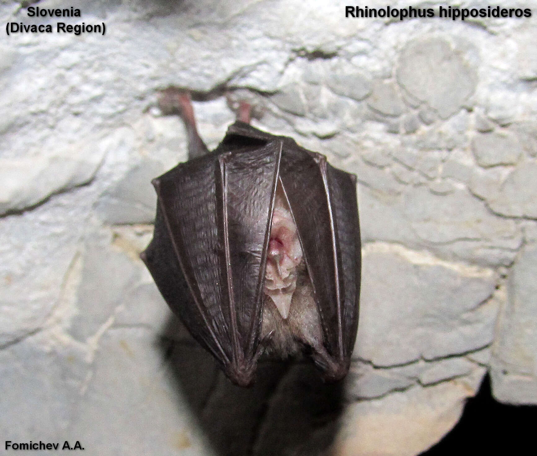 Image of Lesser Horseshoe Bat