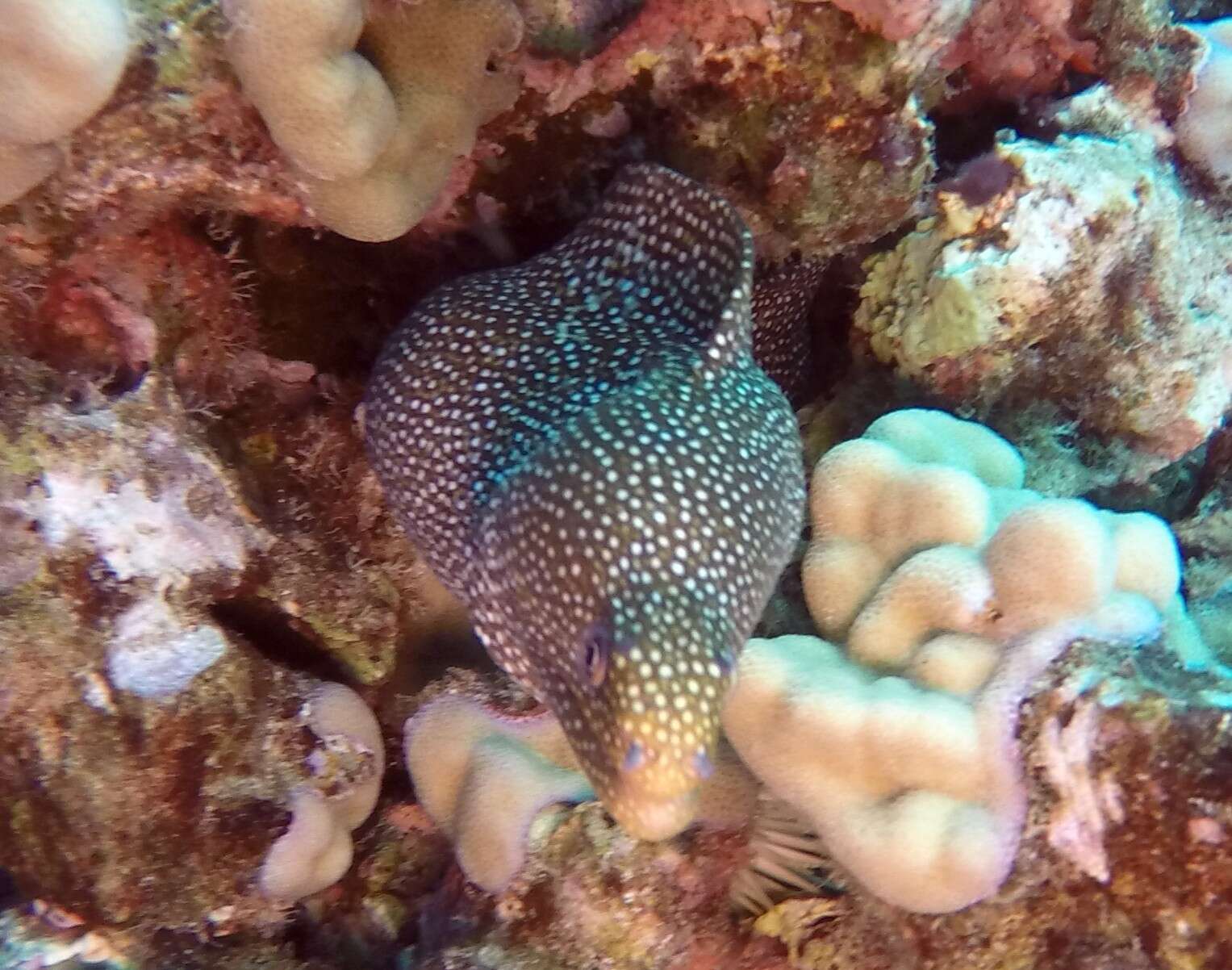 Image of Turkey moray