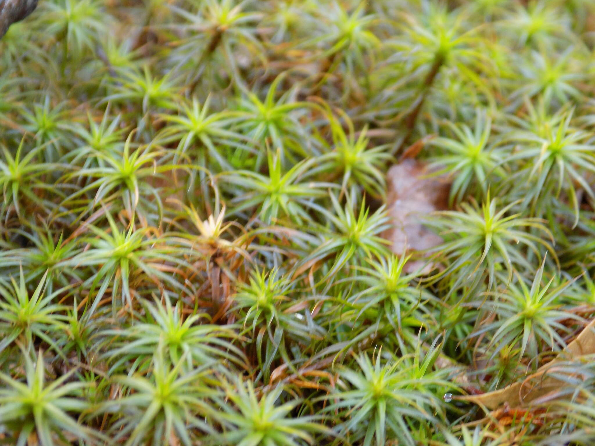 Слика од Polytrichum juniperinum Hedwig 1801