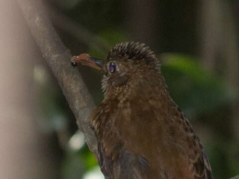 Image of Rufous-breasted Leaftosser