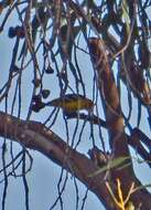 Image of Western Tanager