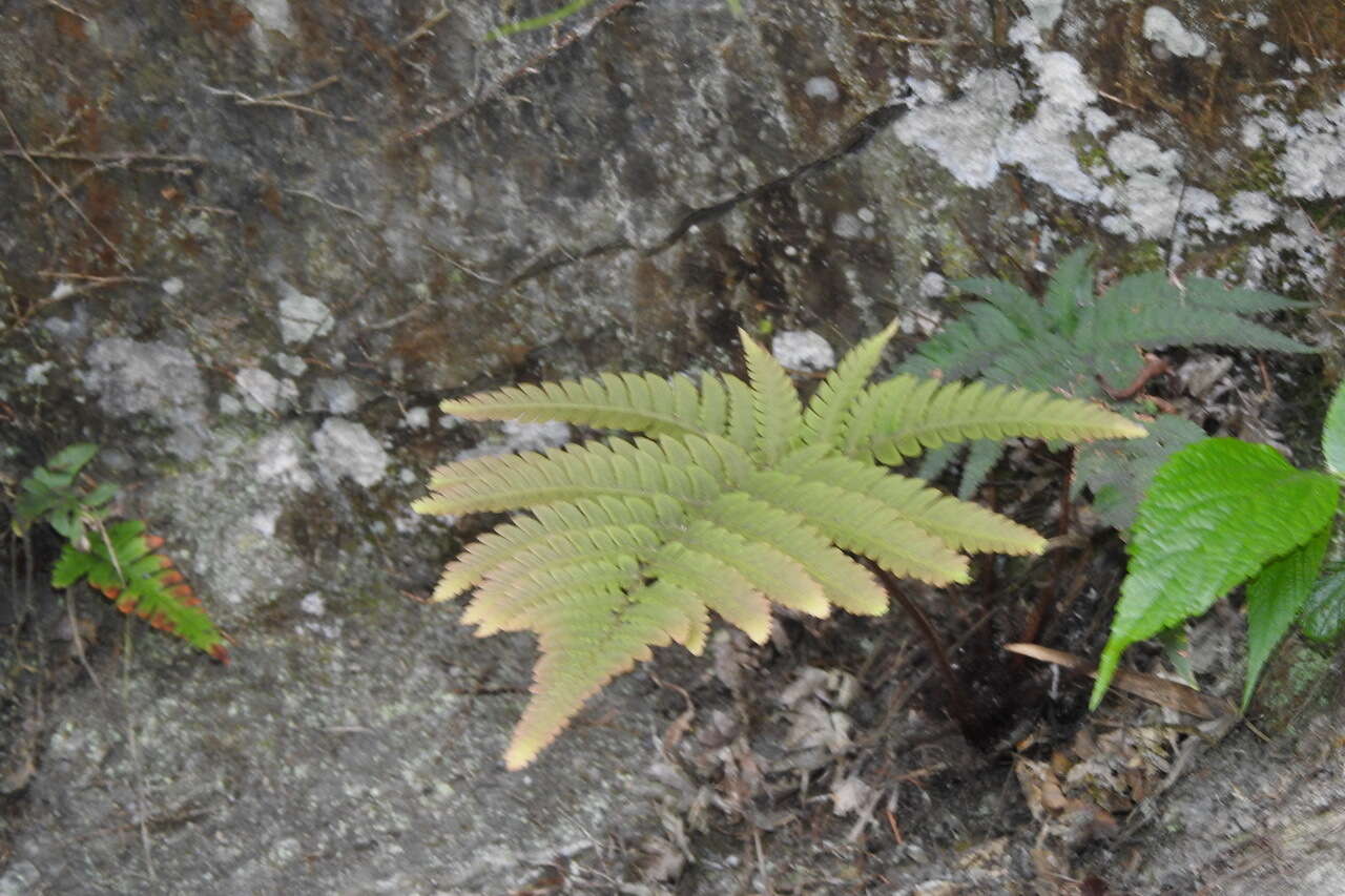 Imagem de Dryopteris varia (L.) O. Kuntze