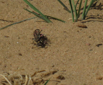 Image of Northern dune tiger beetle