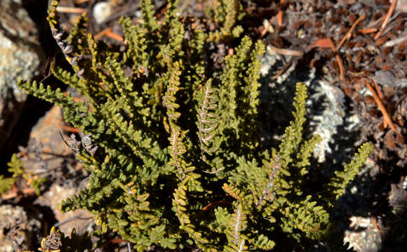 Plancia ëd Myriopteris gracillima (D. C. Eat.) J. Sm.