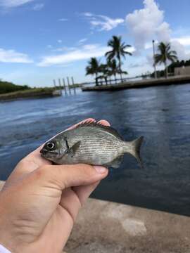 Image of Bermuda chub