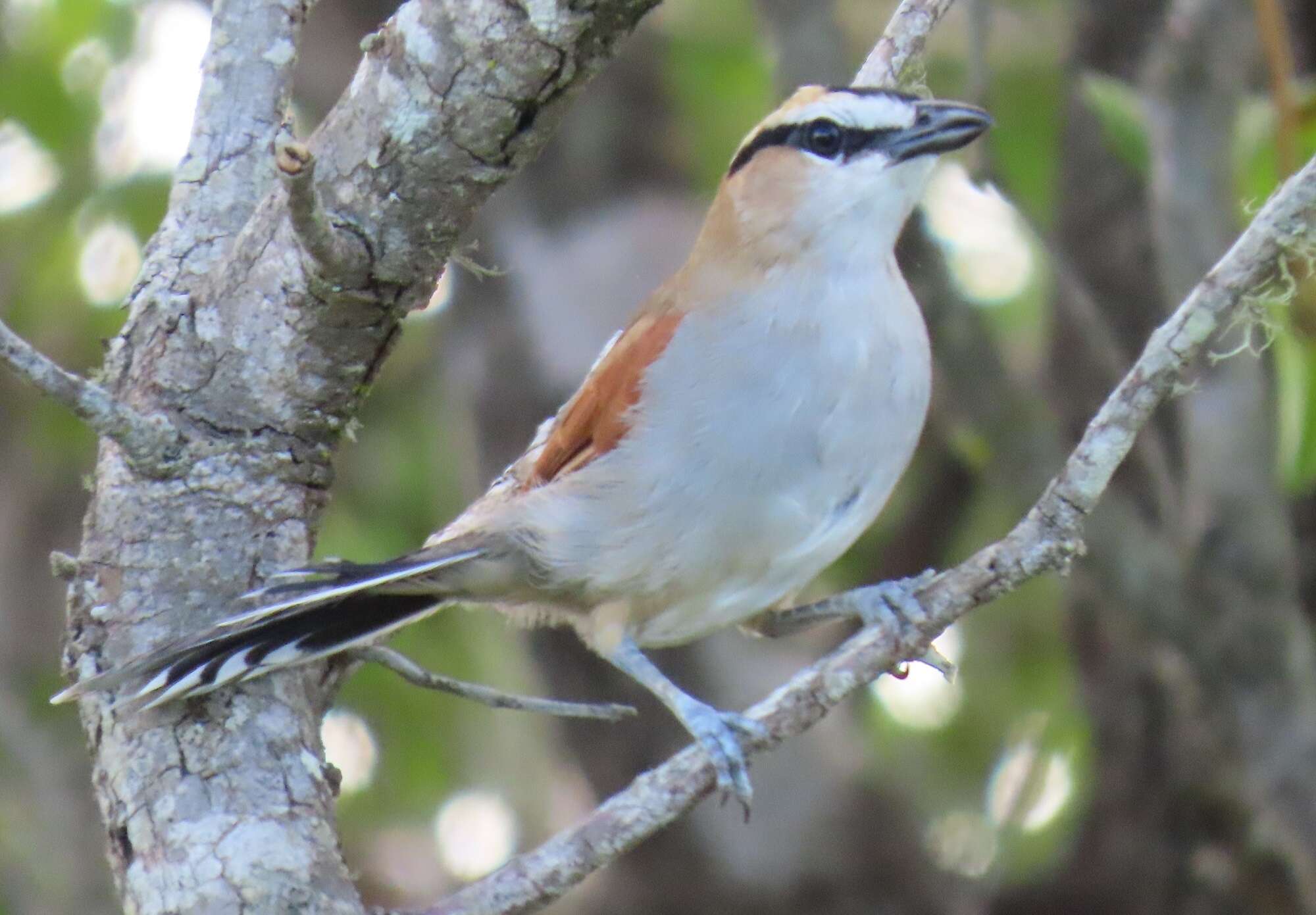 Слика од Tchagra senegalus orientalis (Cabanis 1869)