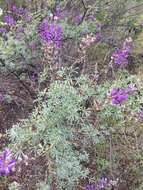 Image of silver lupine