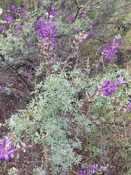 Lupinus albifrons var. albifrons的圖片