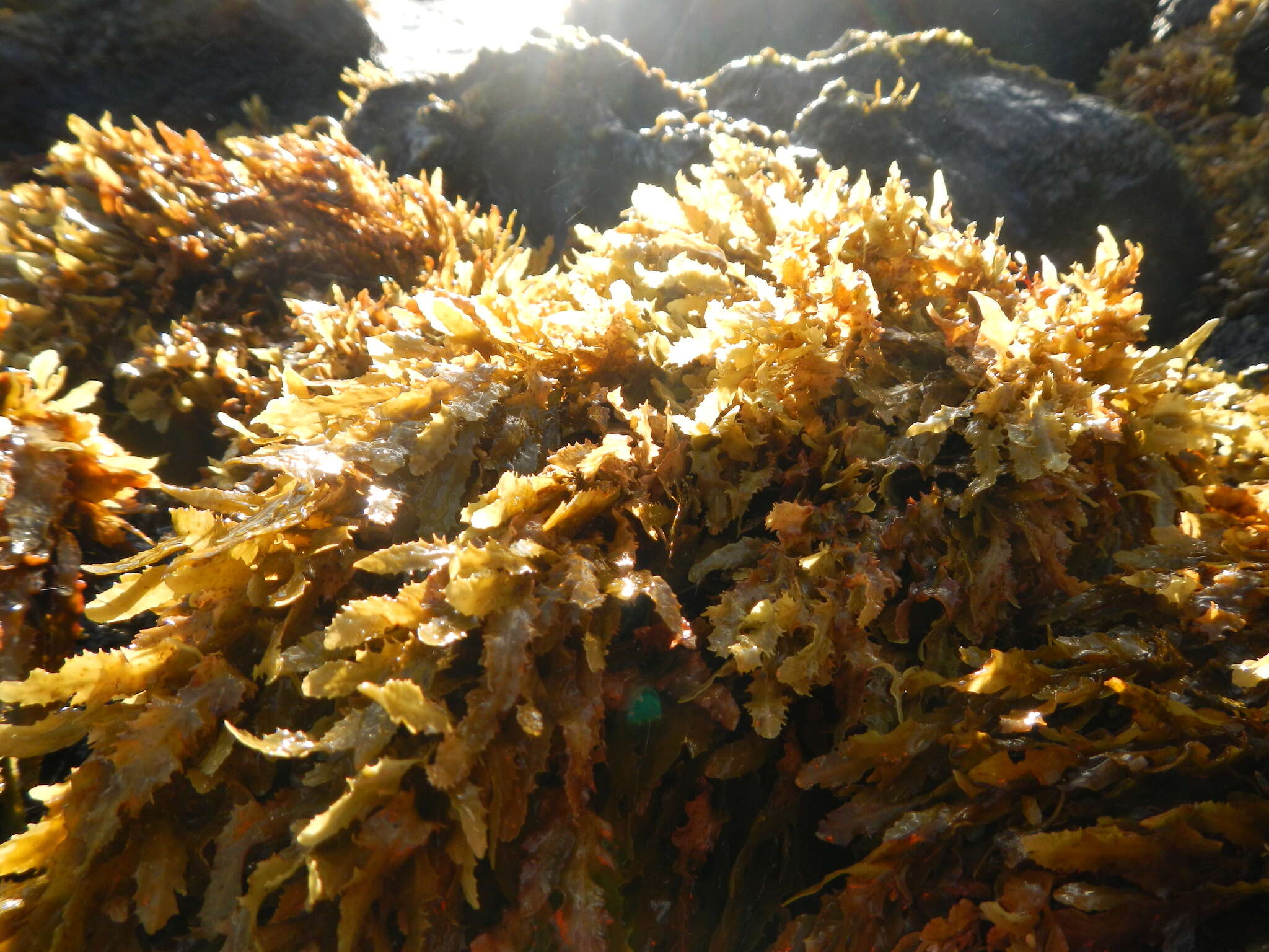 Слика од Sargassum obtusifolium