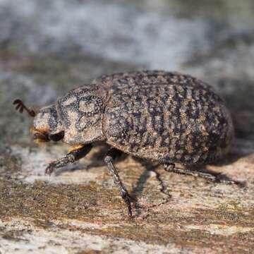 Image of Trox sabulosus (Linnaeus 1758)