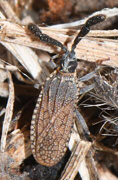 Image of Copium clavicorne (Linnaeus 1758)