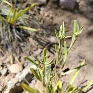 Image of purpledisk helianthella