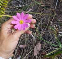 Sabatia bartramii Wilbur resmi