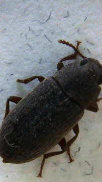 Image of Beetle