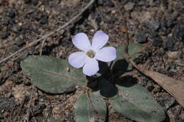 Brunoniella acaulis (R. Br.) Bremek.的圖片