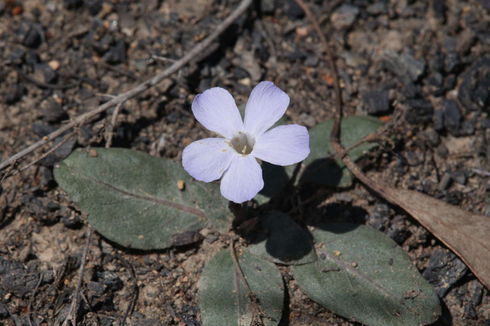 Sivun Brunoniella acaulis (R. Br.) Bremek. kuva