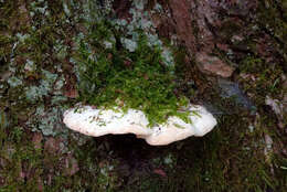 Image of Oxyporus