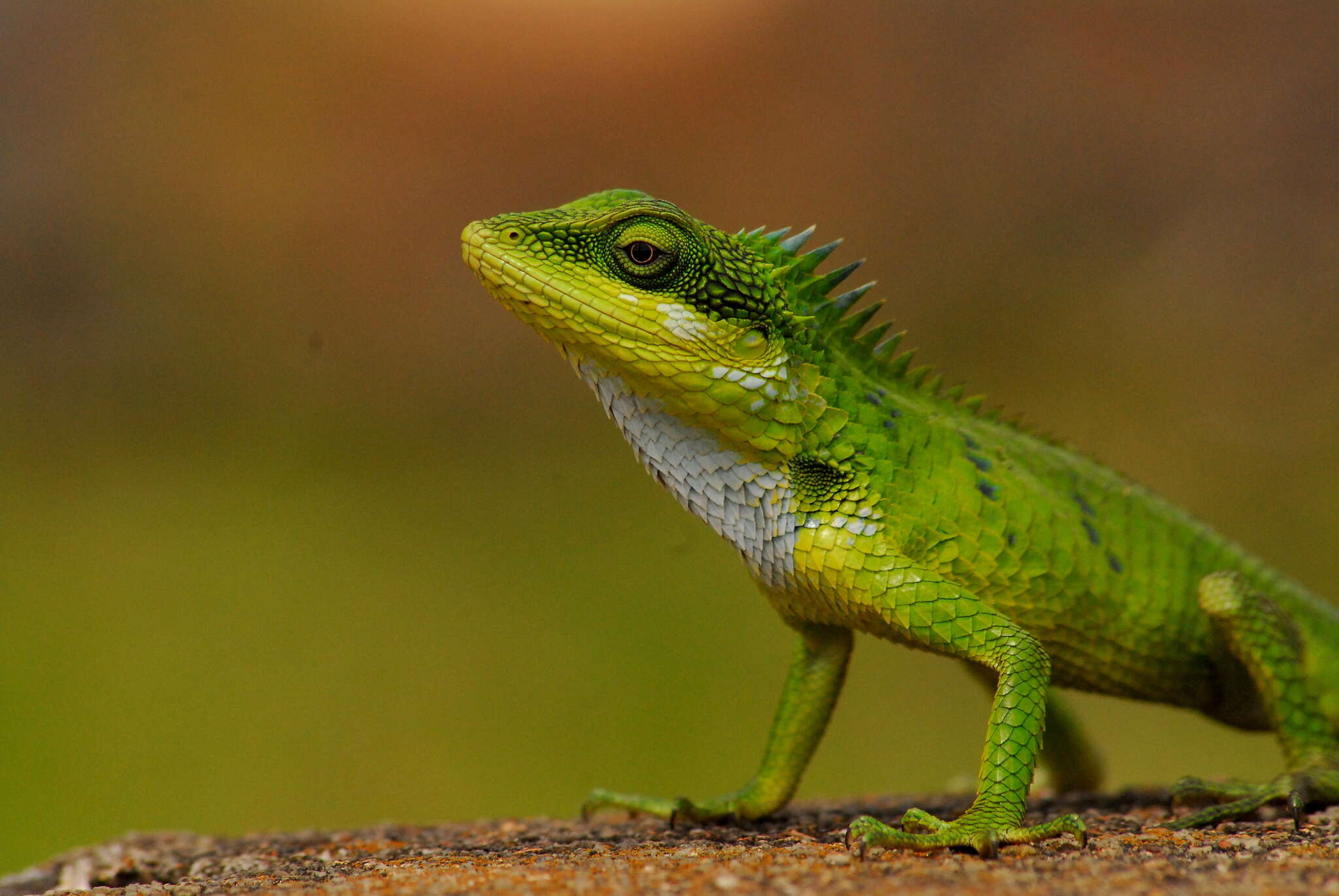 Image of Big Scaled Variable Lizard