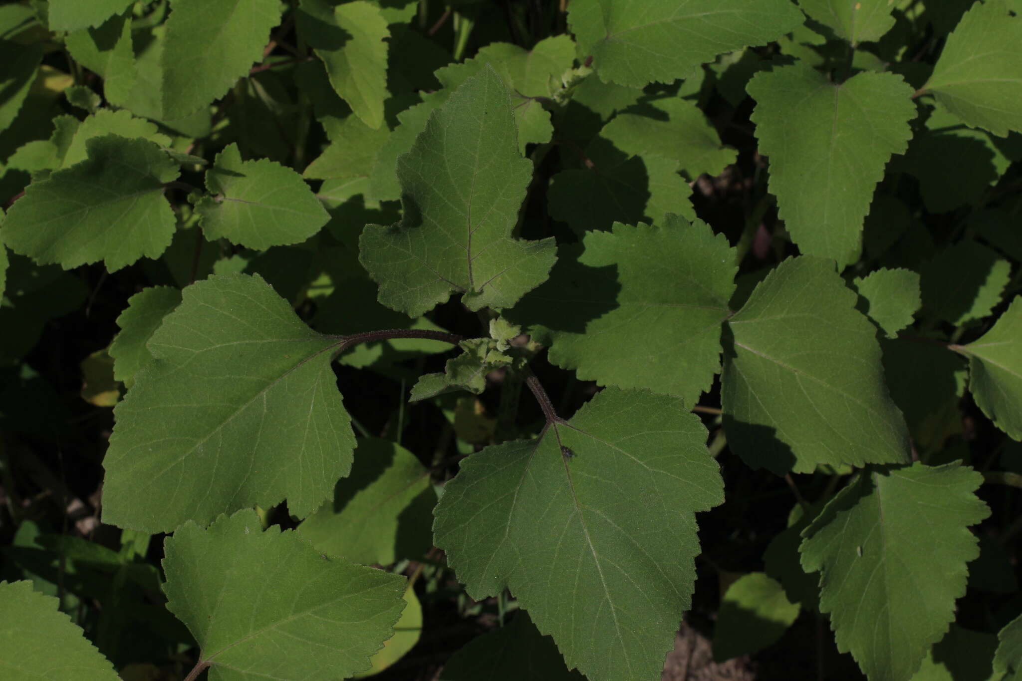 Image of Xanthium orientale subsp. riparium (Celak.) Greuter