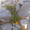 Image de Hypericum empetrifolium subsp. tortuosum (Rech. fil.) Hagemann