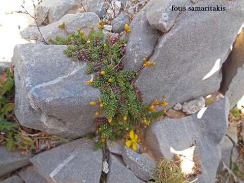 Sivun Hypericum empetrifolium subsp. tortuosum (Rech. fil.) Hagemann kuva