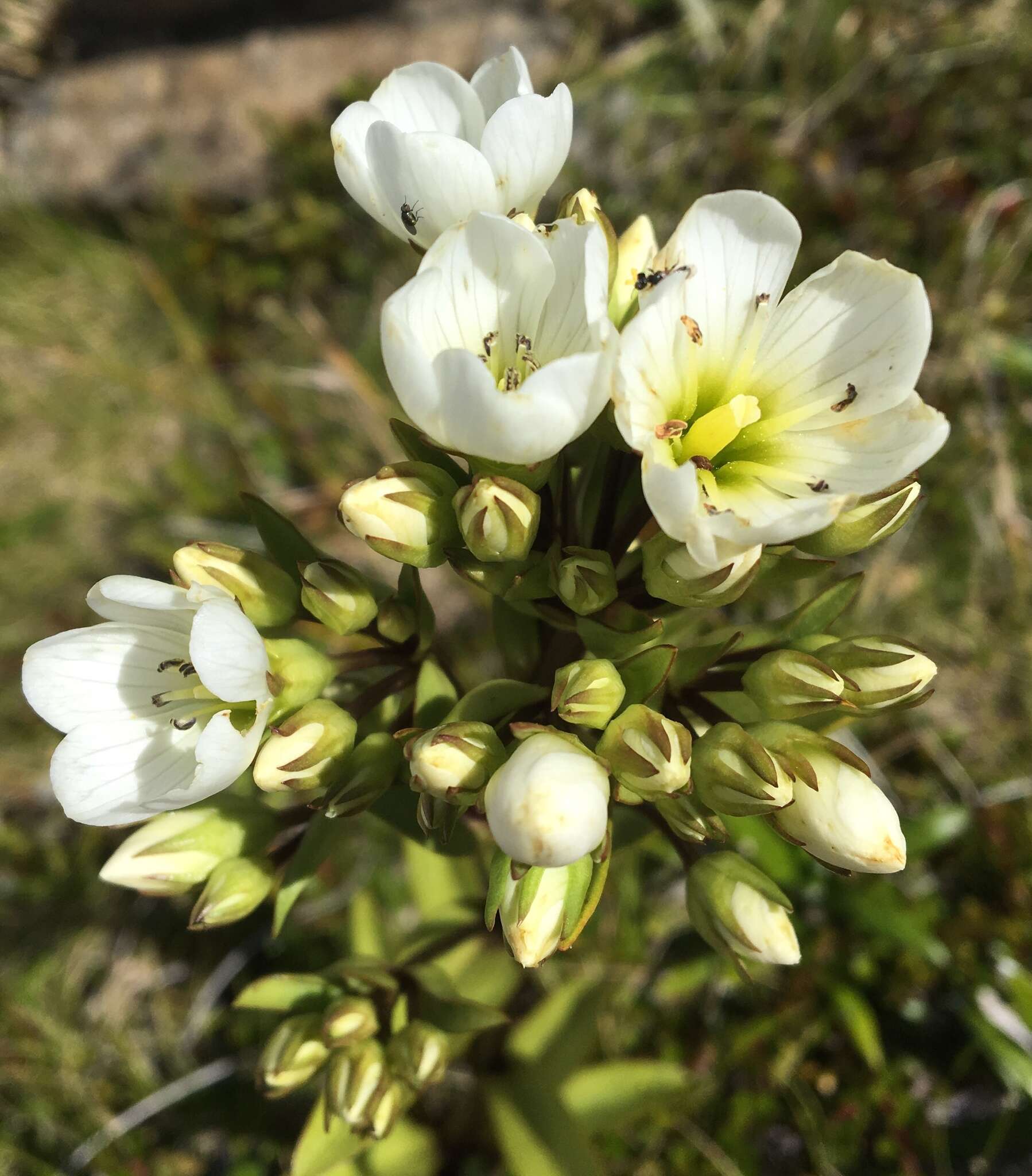 Image of Gentianella corymbifera subsp. corymbifera