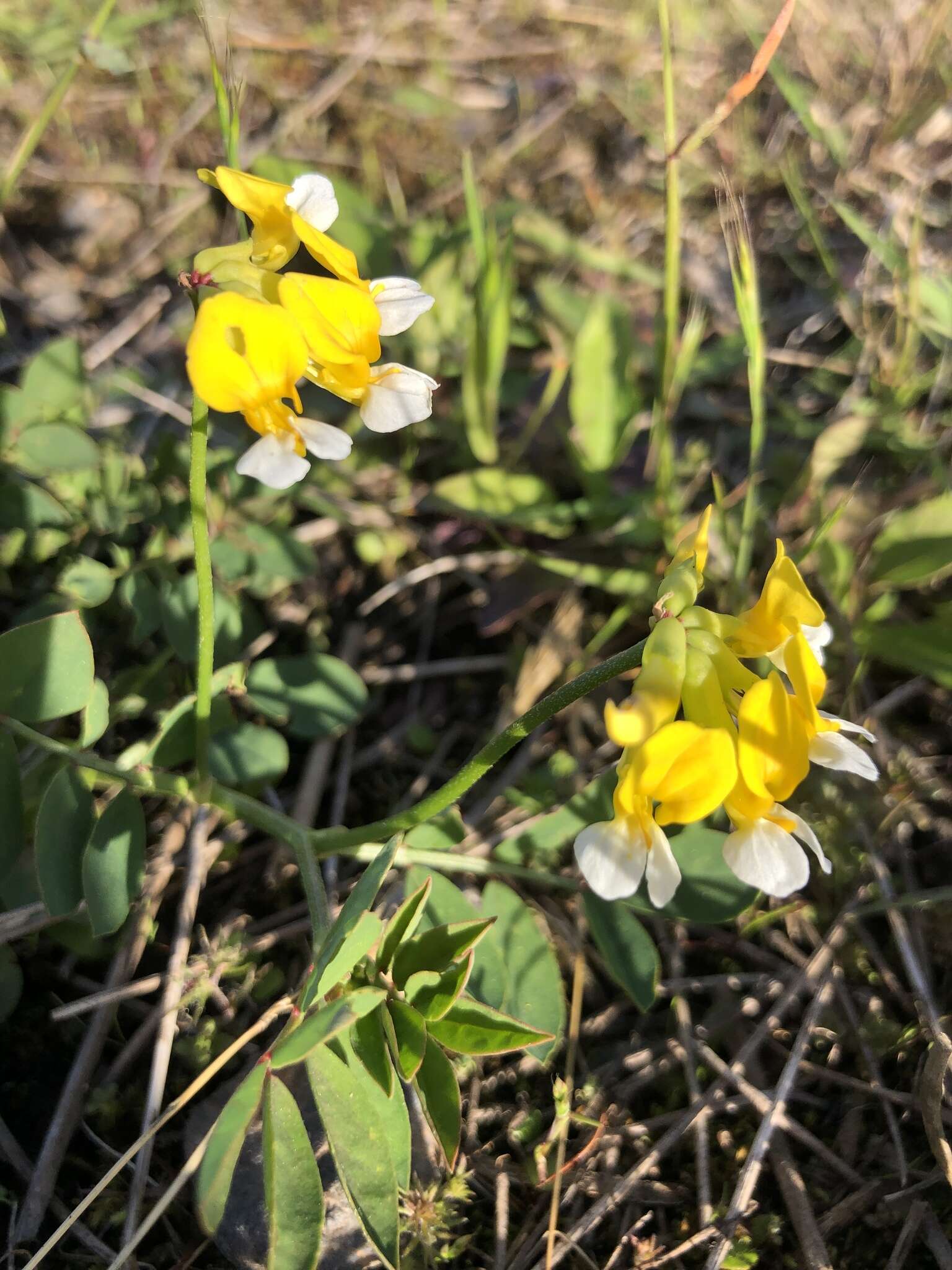 Image de Hosackia pinnata (Hook.) Abrams